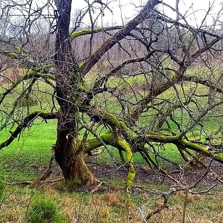 Zielona Przystan Z Widokiem Na Pieniny Διαμέρισμα