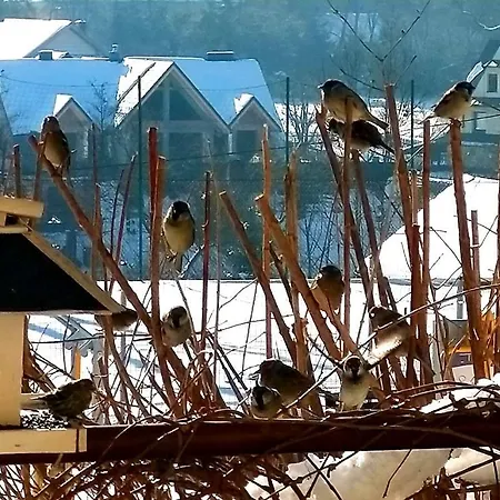 Zielona Przystan Z Widokiem Na Pieniny Διαμέρισμα Jaworki